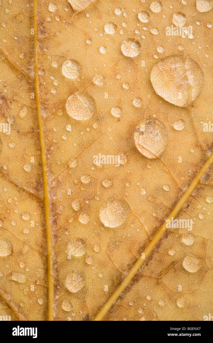 Close up image de gouttelettes d'eau sur la feuille d'érable Banque D'Images