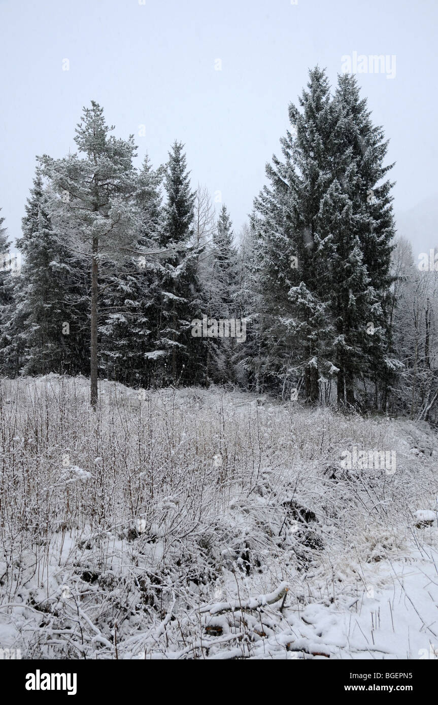 La neige a couvert des arbres de pin et d'épinette de Norvège Banque D'Images