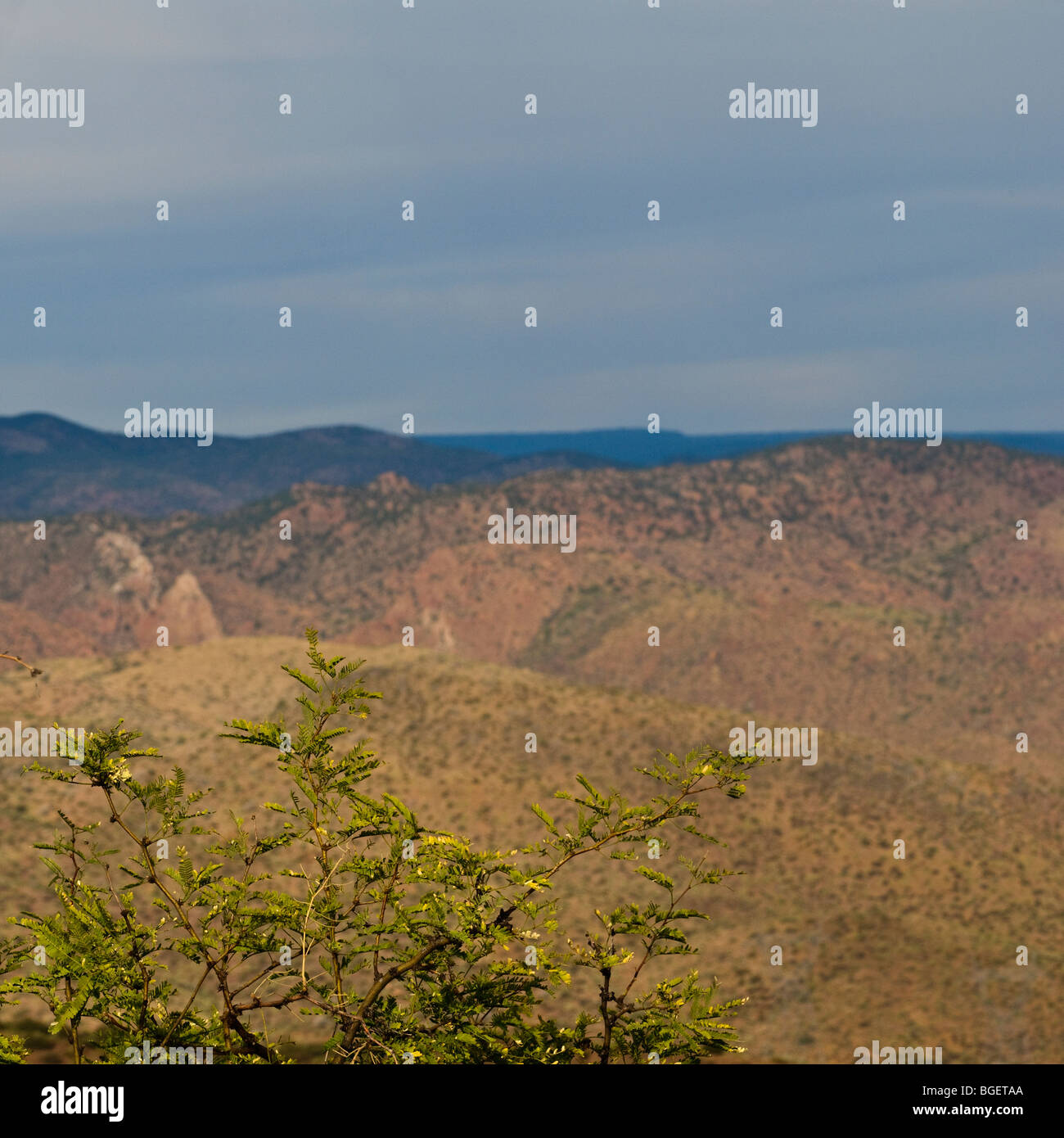 Arbre Mesquite avec montagnes floues et fumé sky dans les chaînes montagneuses au sud-est de Payson, Arizona Banque D'Images