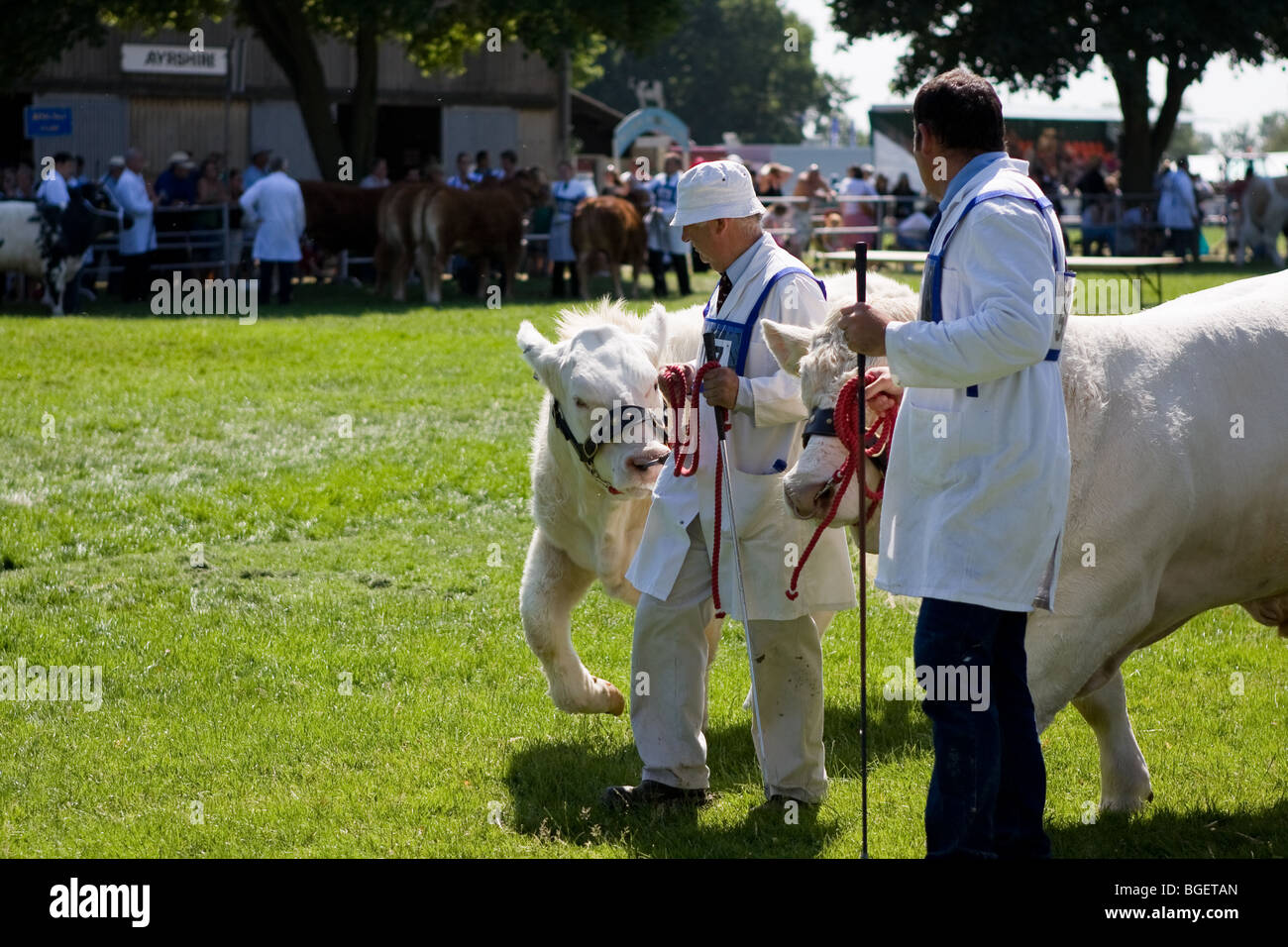 Prix juger les bovins - autour de The Royal Norfolk Show à Norwich, en 2009. Banque D'Images