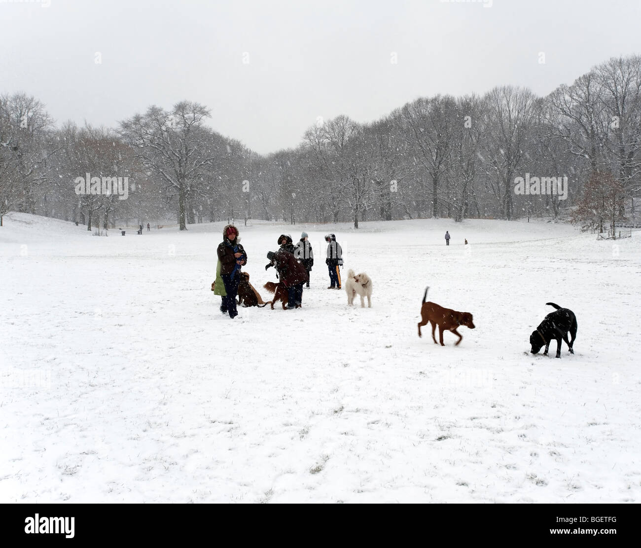 Au cours de la matinée la neige dog walkers se rassembler dans le parc de socialiser et d'exercer leurs animaux. Banque D'Images