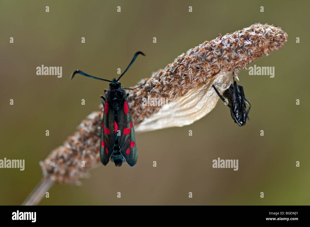 Spot 6 Burnett espèce : Zygaena filipendulae. Fraîchement émergées à partir de cas de la pupe, Devon, Angleterre, juillet Banque D'Images
