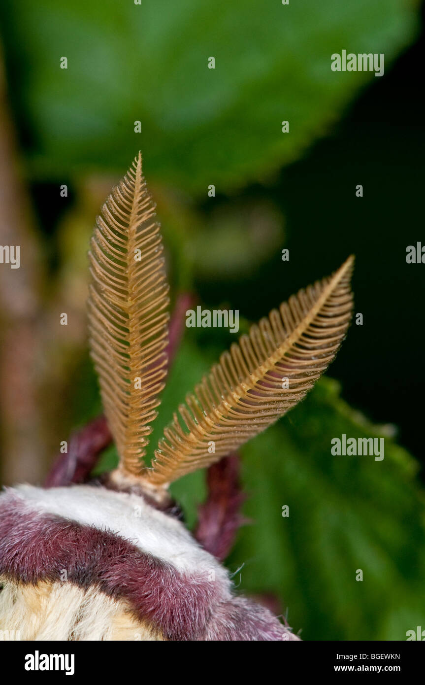Luna Moth : Actias luna. Les antennes utilisées pour détecter de phéromones femelles. Spécimen en captivité Banque D'Images
