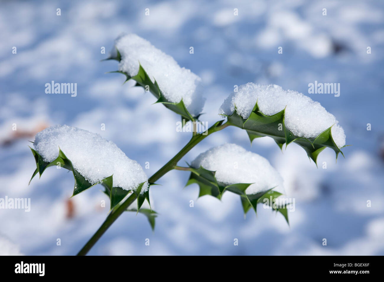 Close-up de houx (Ilex aquifolium) laisse recouverts de neige en hiver. En Angleterre, Royaume-Uni, Grande Bretagne. Banque D'Images