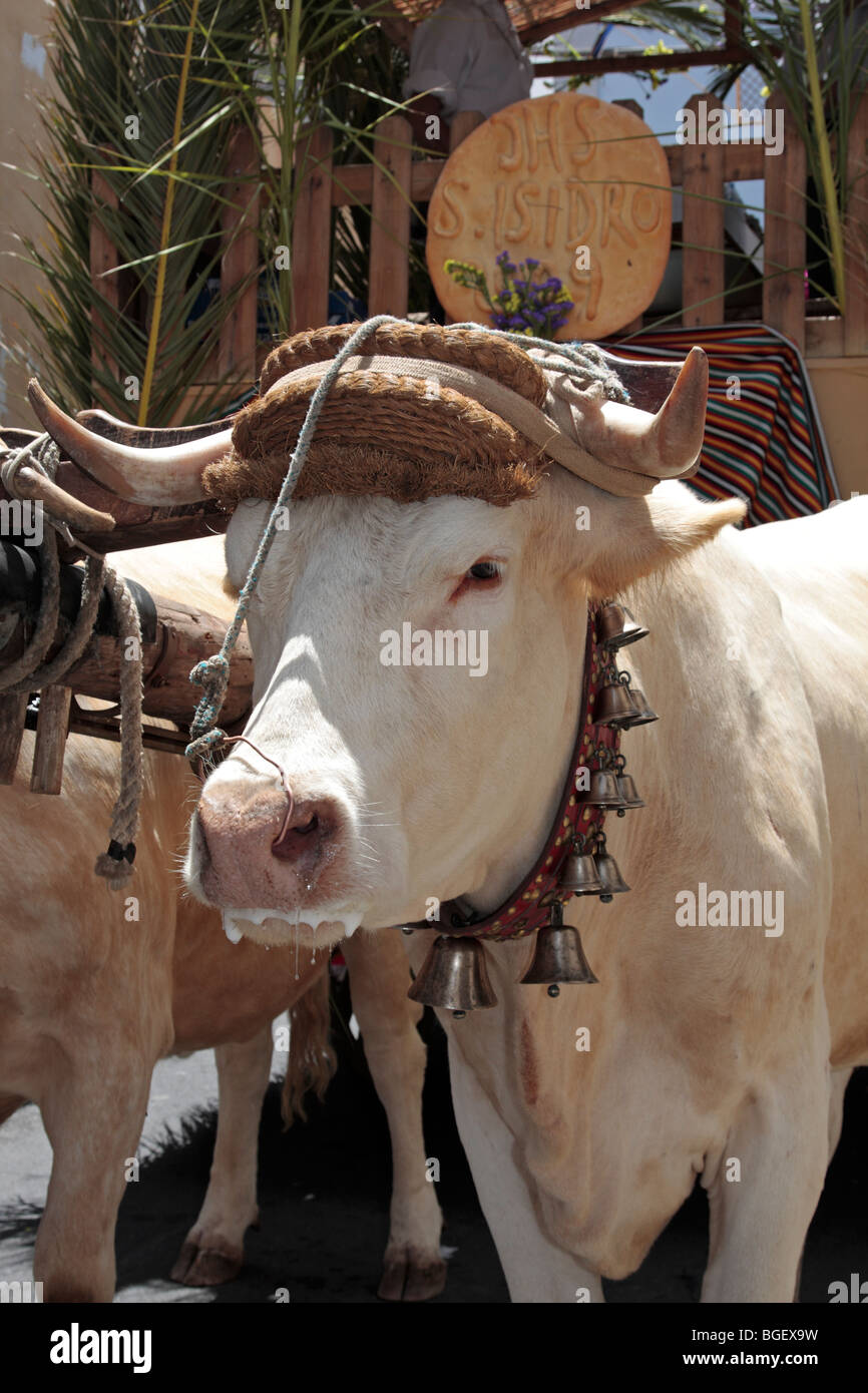 Un bœuf décorées avec des cloches et intégré à un panier prêt à prendre part à la Romeria de San Isidro procession dans Guia de Isora Banque D'Images