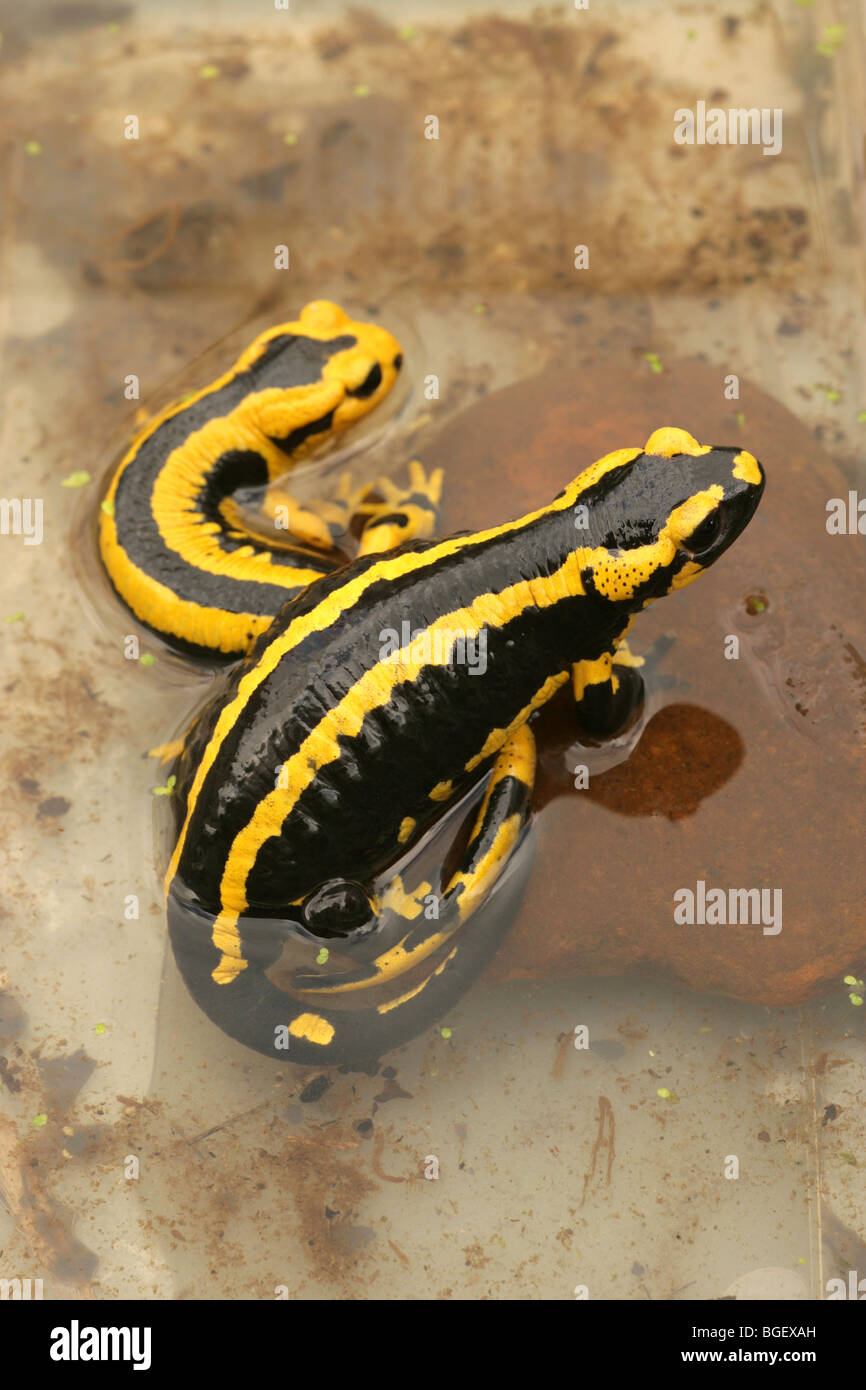Salamandre Terrestre Européen (Salamandra salamandra). Femelle gravide sur le point de donner naissance au bord de l'eau. Animal avant. (En captivité). Banque D'Images