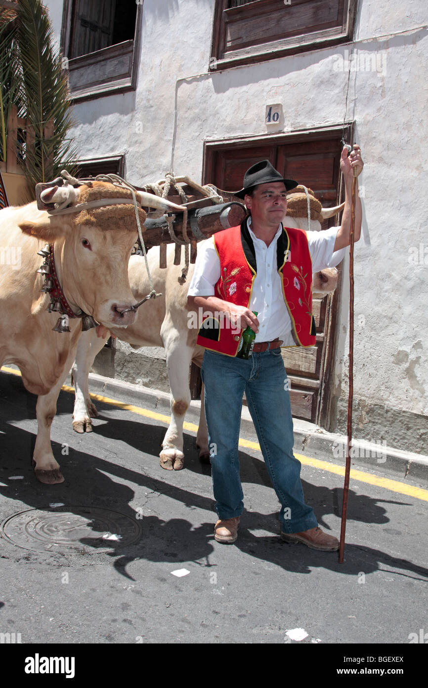 Un agriculteur avec ses boeufs décorée avec des cloches et intégré à un panier prêt à prendre part à la procession Romeria de San Isidro Banque D'Images