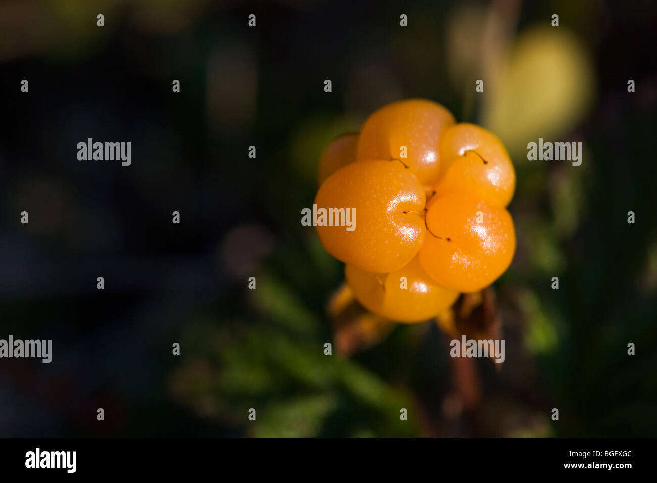 Chicoutés mûrs (Chicoutai), Rubus chamaemorus, le long de la route de la Cape St Mary's réserve écologique, le cap Saint Mary's, également kn Banque D'Images