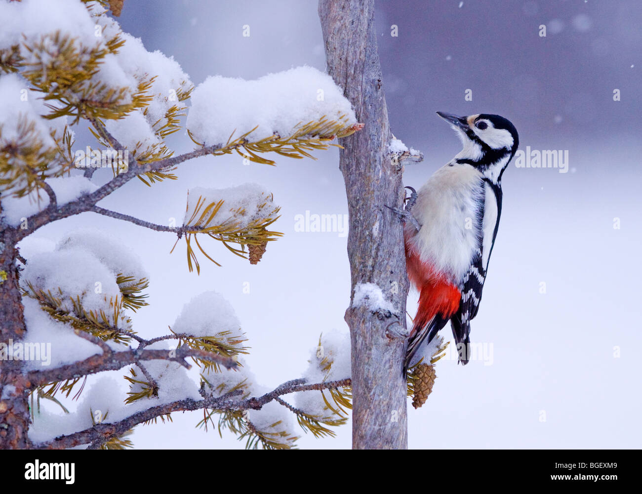 Great Spotted Woodpecker Banque D'Images