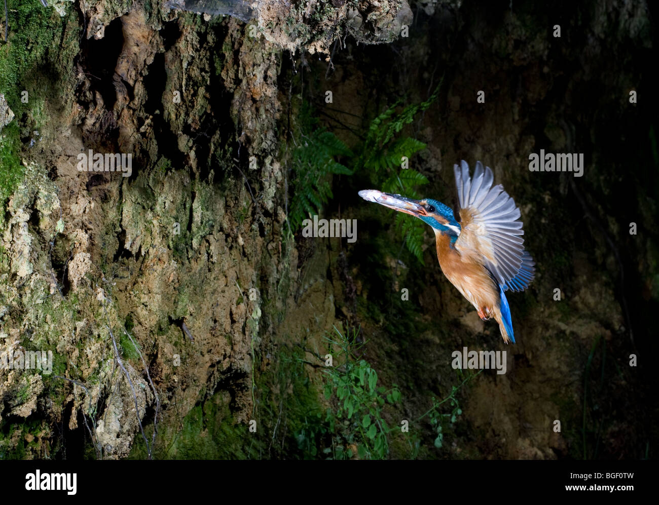 Vol Kingfisher jusqu'nid Banque D'Images