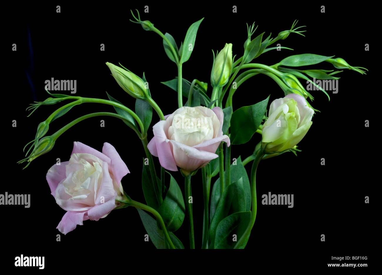 Lisianthus rose Banque D'Images