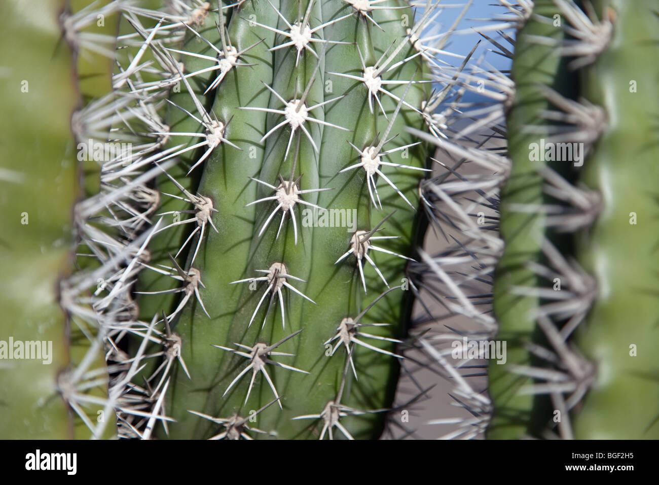 Cactus des Caraïbes Banque D'Images