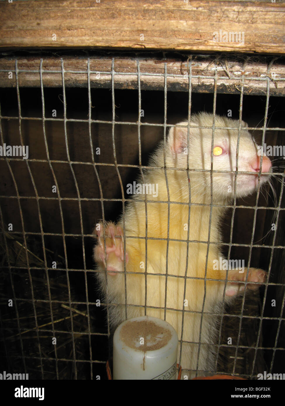 Furet albinos dans une cage en bois éclairé par le flash de l'appareil photo Banque D'Images