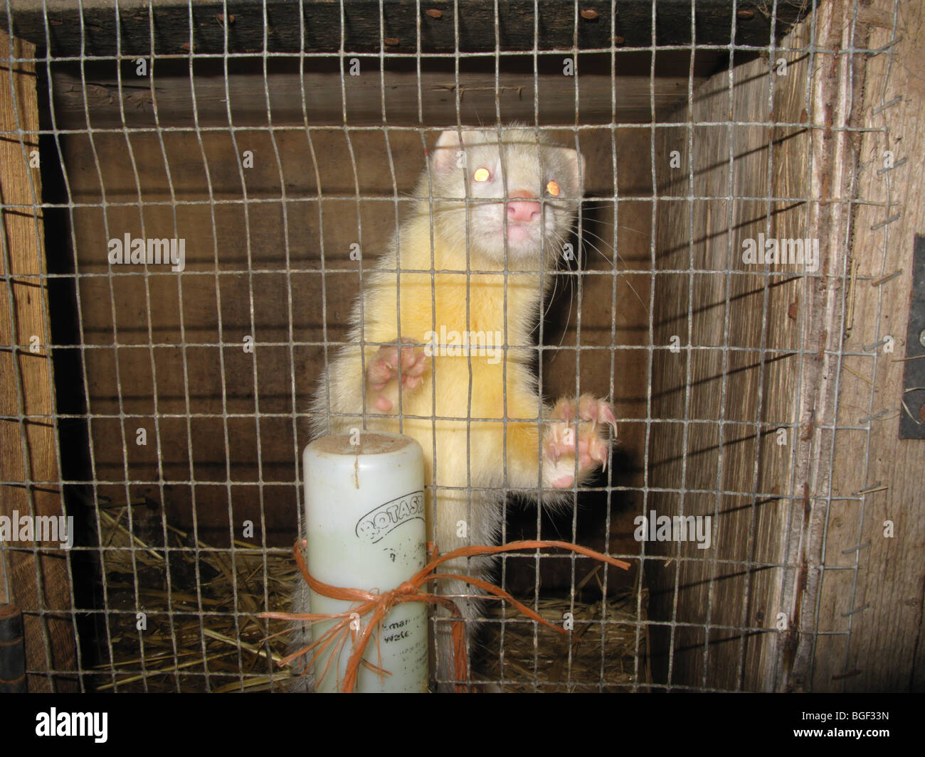 Furet albinos dans une cage en bois éclairé par le flash de l'appareil photo Banque D'Images