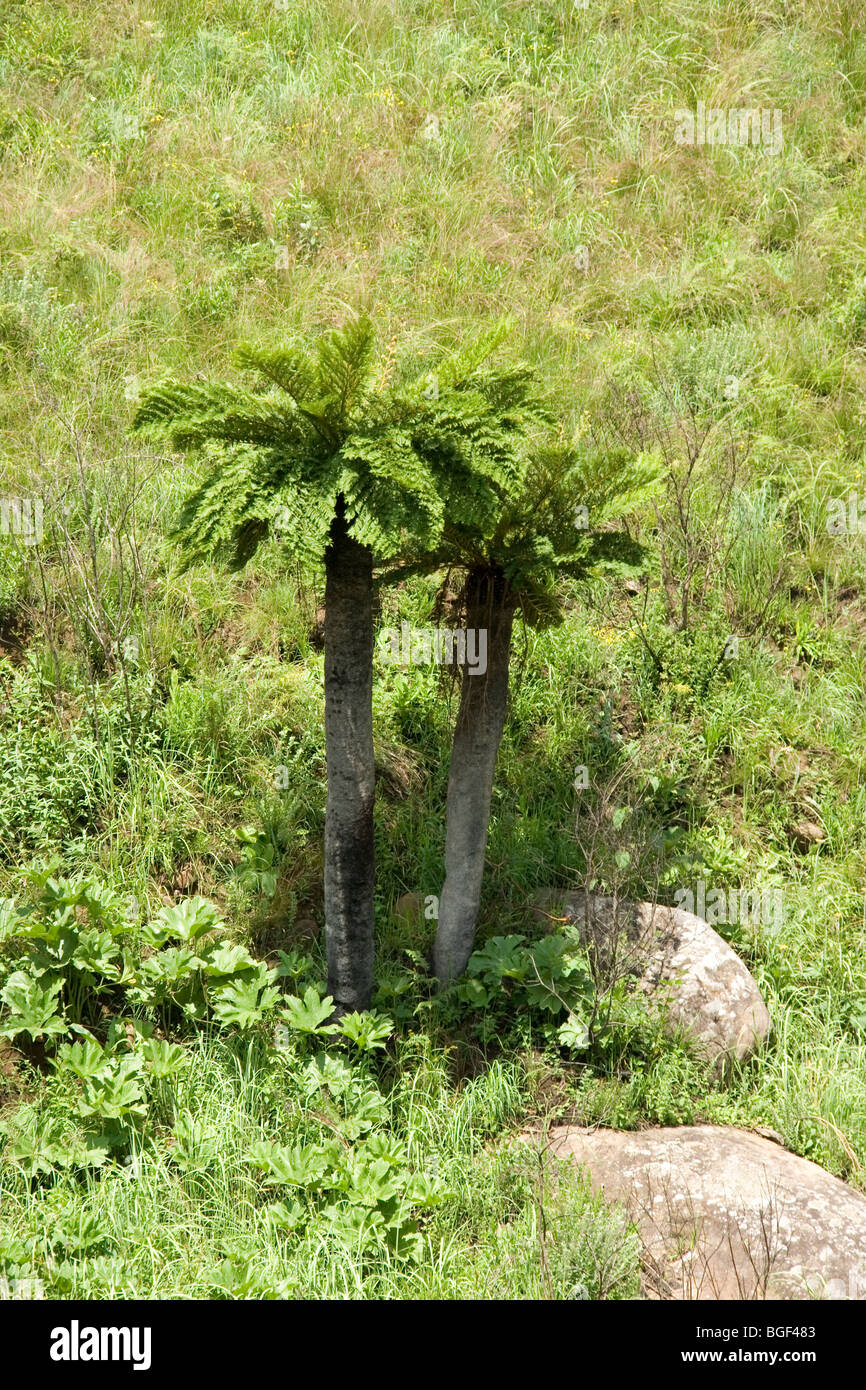 Tapis arbre dans le Drakensberg Mountains Banque D'Images