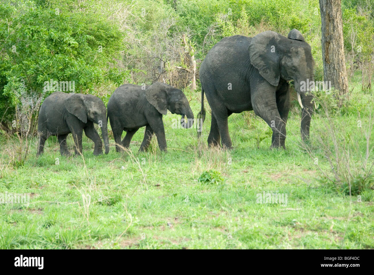 Des éléphants au Mala Mala Game Reserve Banque D'Images