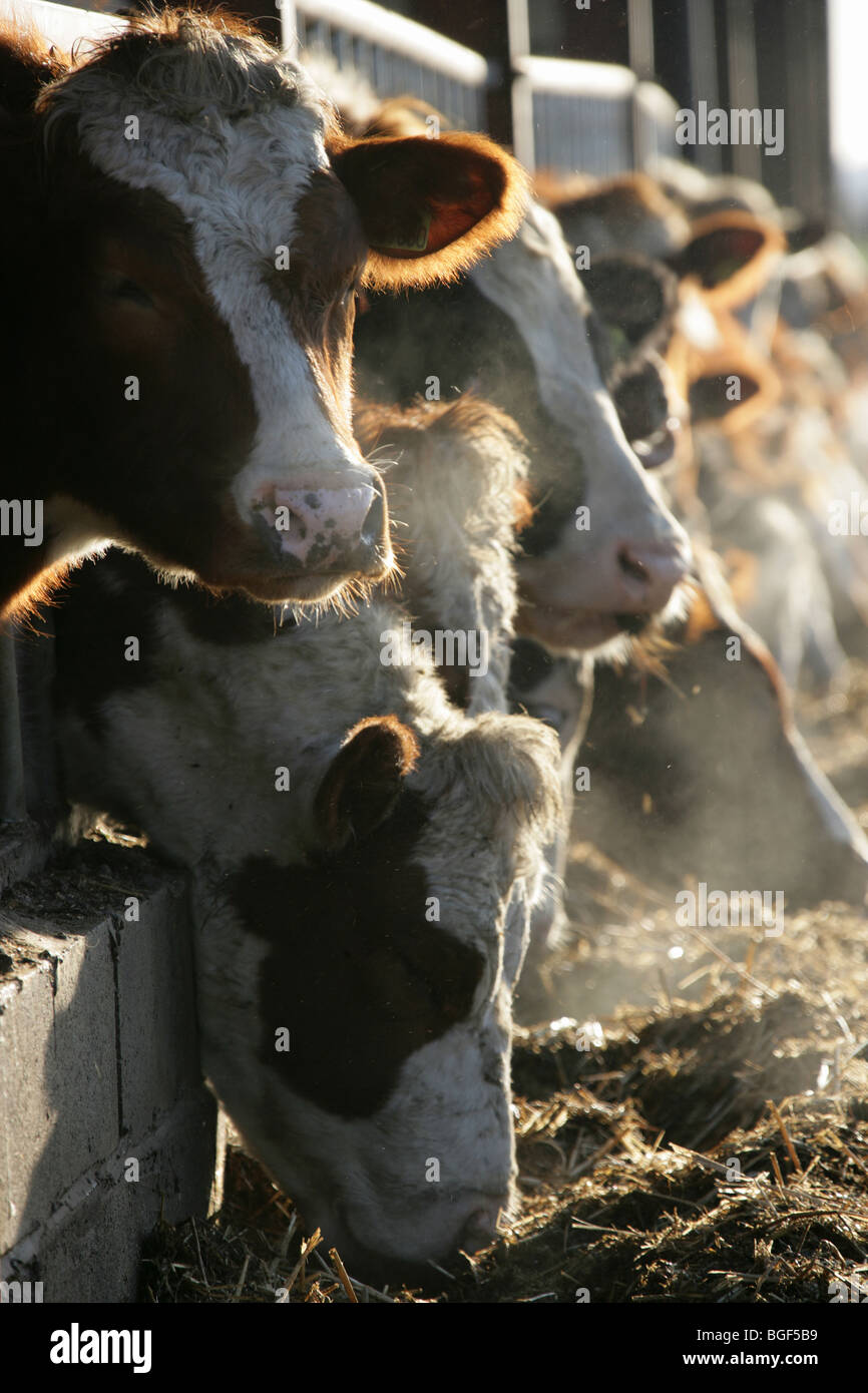 Vue rapprochée d'un troupeau de vaches se nourrir dans une grange par une froide après-midi d'hiver dans une ferme de Cheshire. Banque D'Images