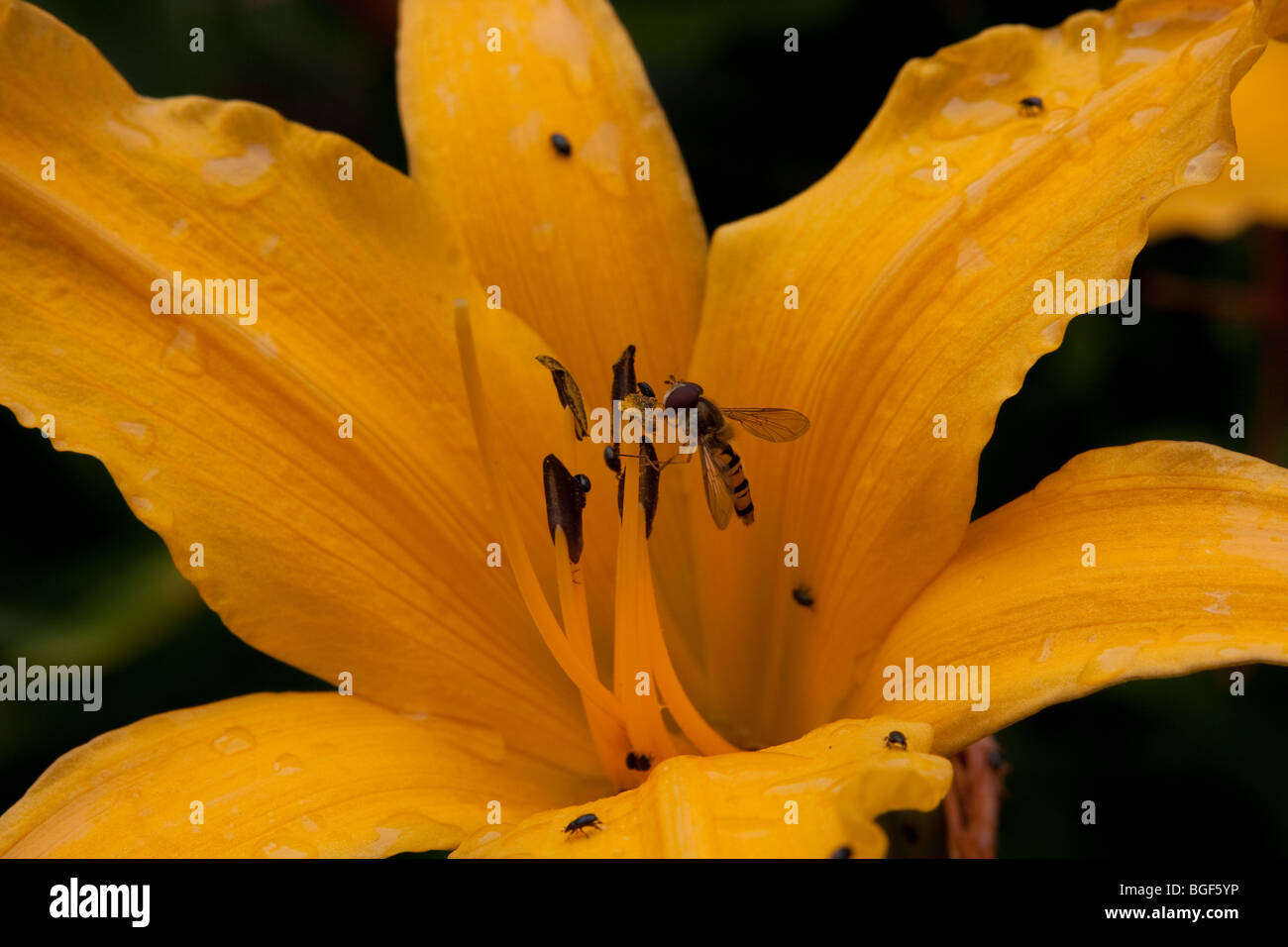 Hemerocallis Burning Daylight Banque D'Images