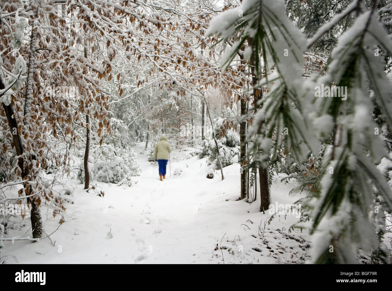 Randonneur sur le sentier enneigé - Brevard, North Carolina USA Banque D'Images