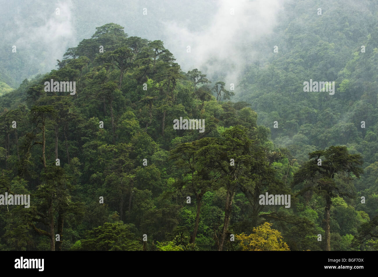 La forêt primaire, le Parc National de la Montagne Noire, le Bhoutan Banque D'Images