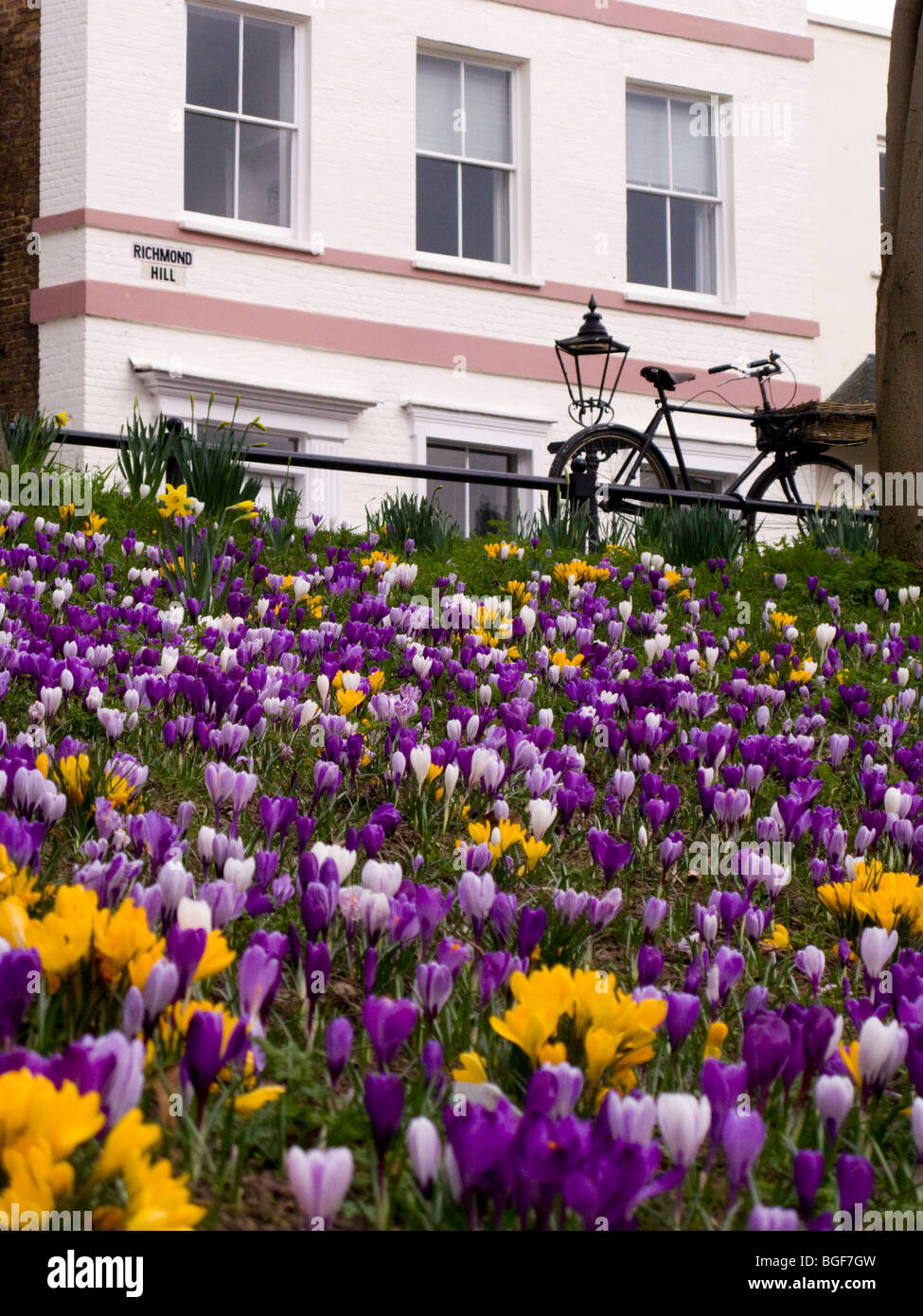 Les bulbes à fleurs de printemps - crocus et jonquilles - sur Richmond Hill, Richmond upon Thames. Surrey. UK Banque D'Images