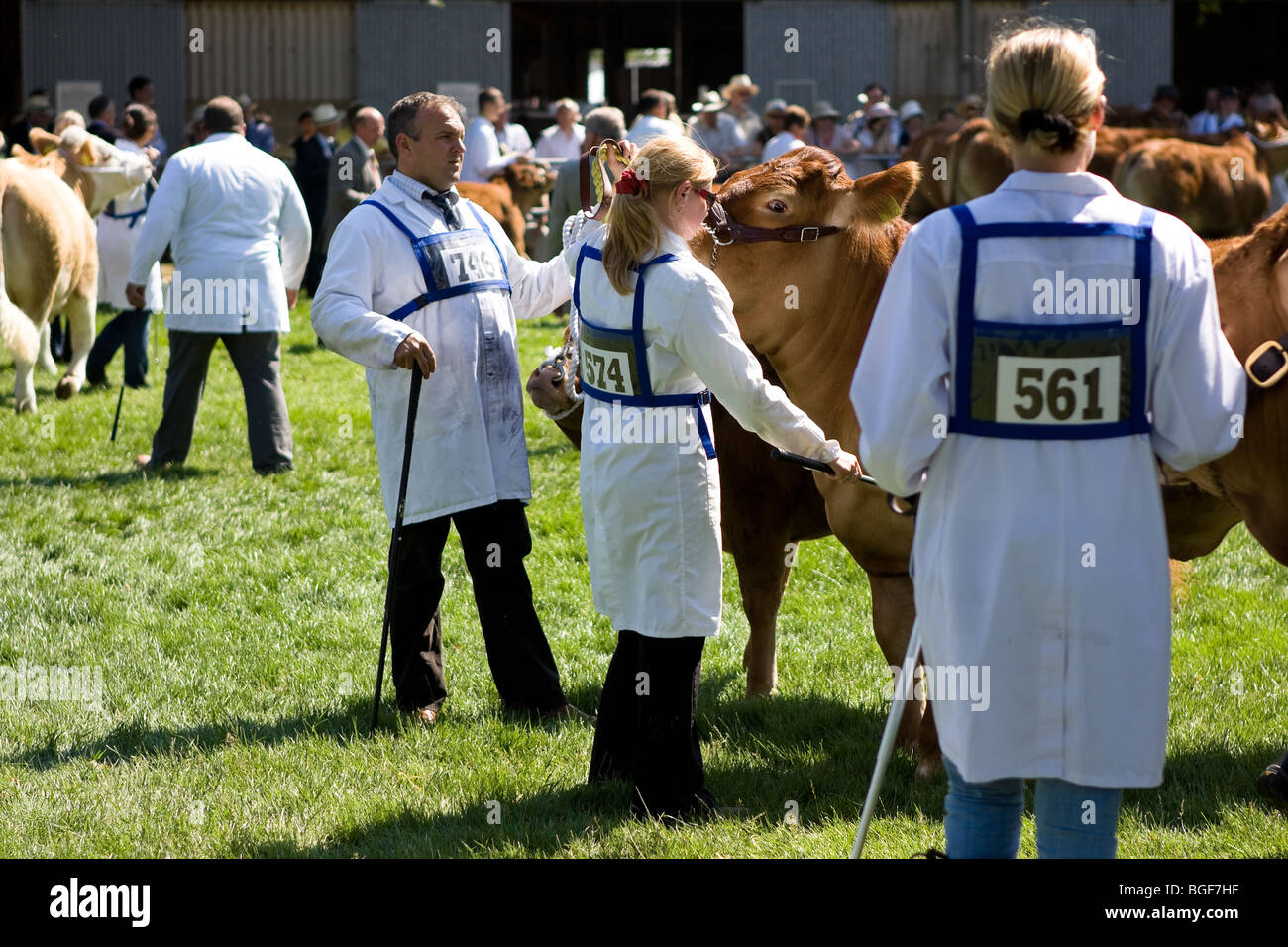 Prix juger les bovins - autour de The Royal Norfolk Show à Norwich, en 2009. Banque D'Images