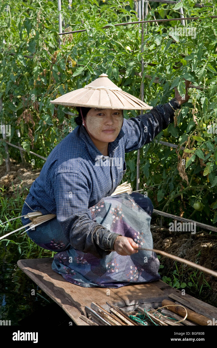 Femme birmane travaillant dans un champ de tomates. Lac Inle. Le Myanmar. Banque D'Images