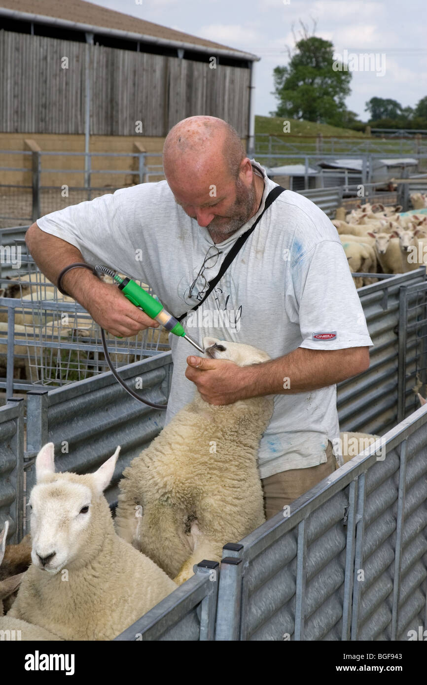 Un berger de moutons vermifuges Banque D'Images