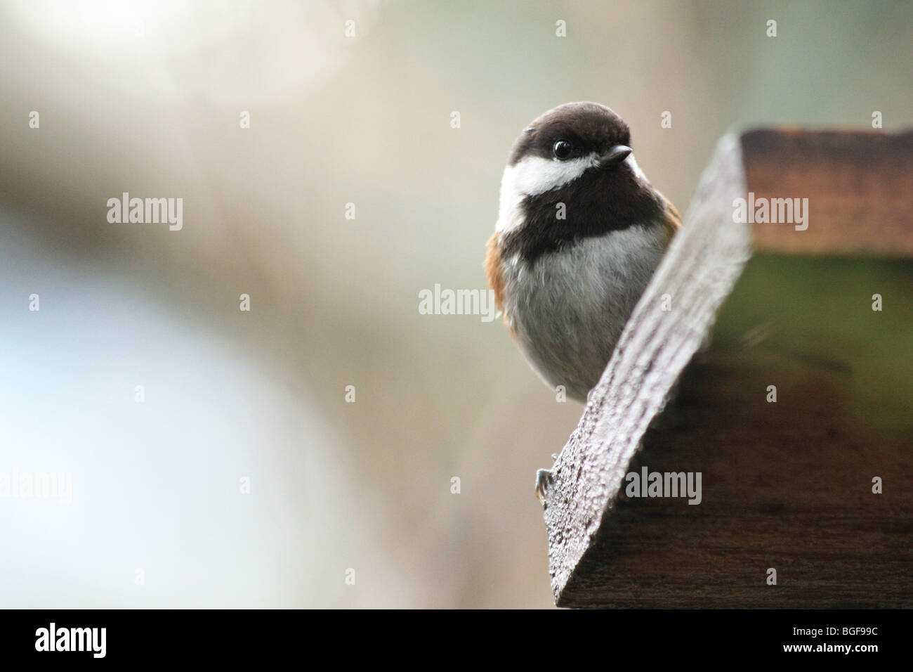 Mésange à dos Banque D'Images
