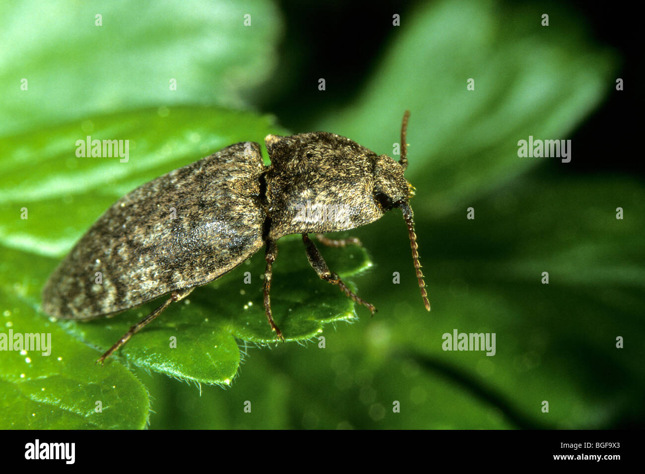 Cliquez sur Beetle (Adelocera murina), mâle adulte sur une feuille. Banque D'Images