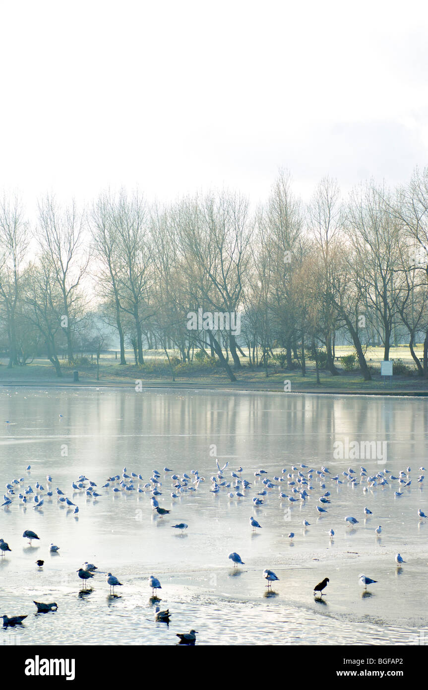 Les oiseaux sur lac gelé Banque D'Images