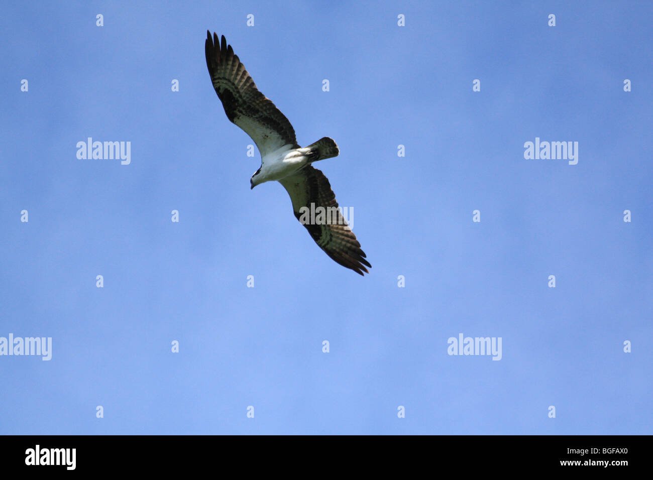 Balbuzard pêcheur en vol Banque D'Images