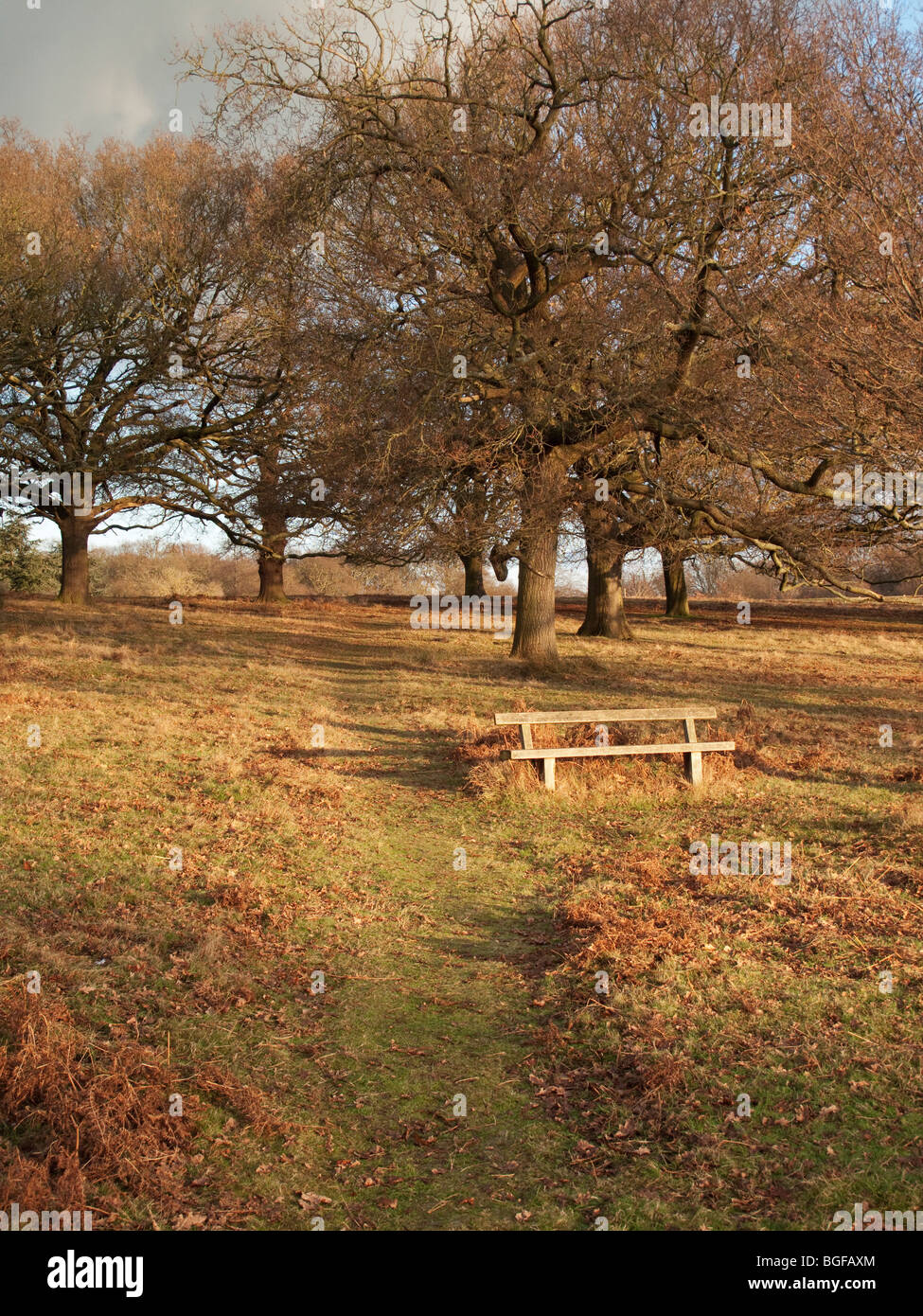 Assise en bois et arbres, Richmond Park, Londres Banque D'Images