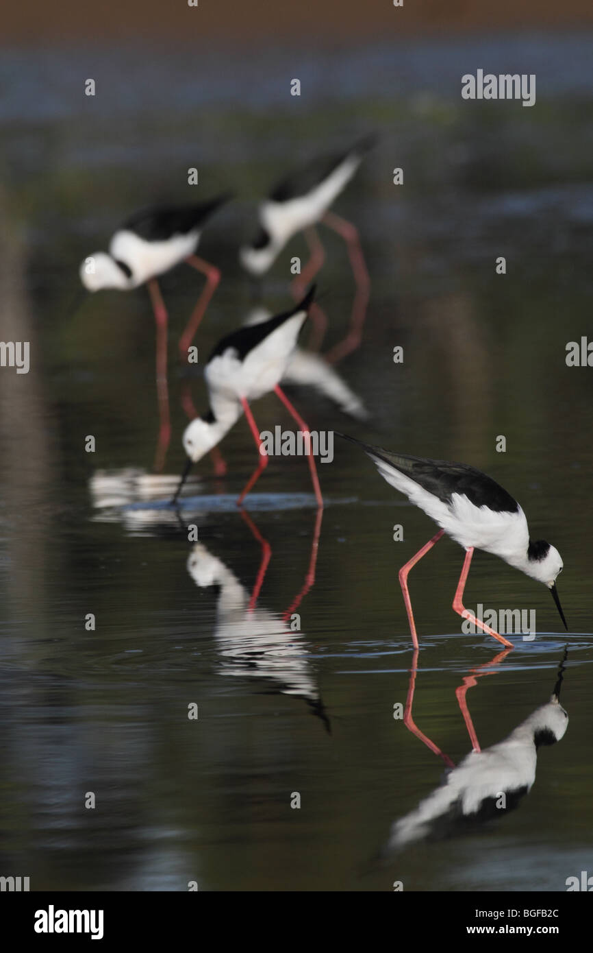 Quatre échasses à ailes Banque D'Images