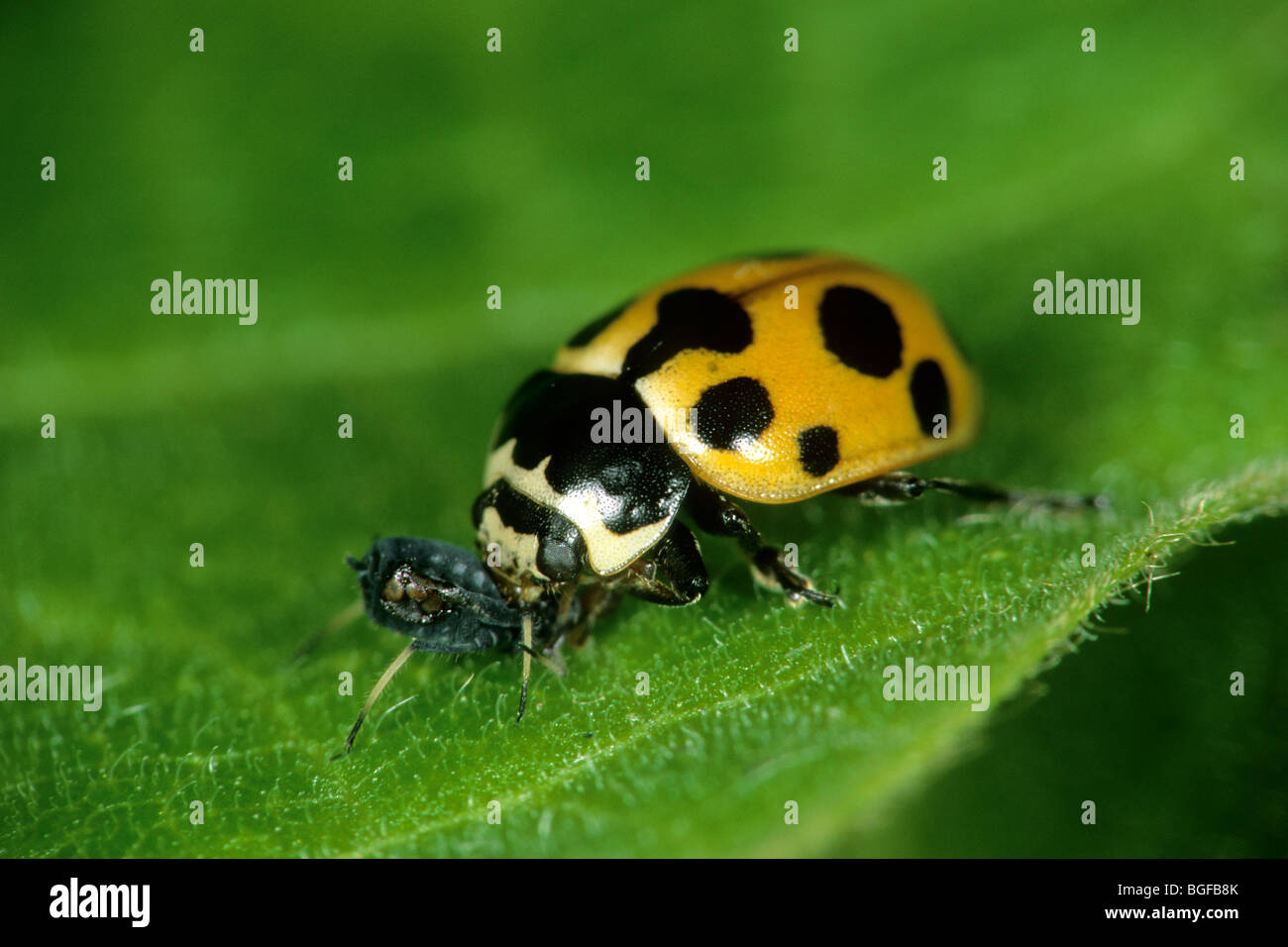 Dix-spot Ladybird, 10-spot Ladybird (Adalia decempunctata), manger un puceron. Banque D'Images