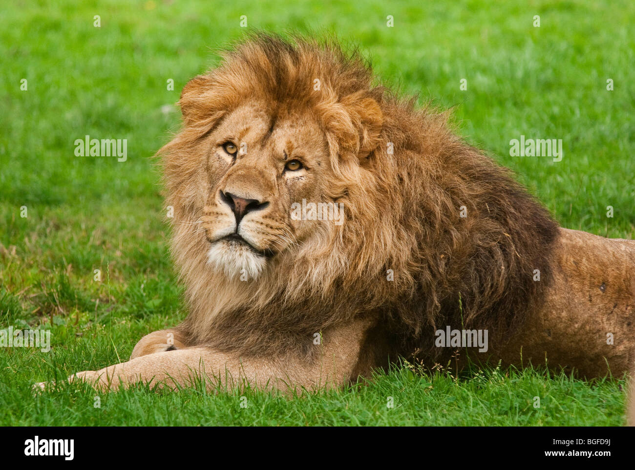 Lion couché sur le sol Banque D'Images