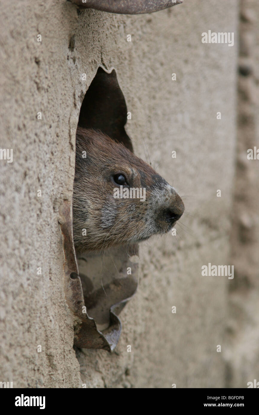 Tuyau de vidange de mur en béton de la Marmotte Banque D'Images