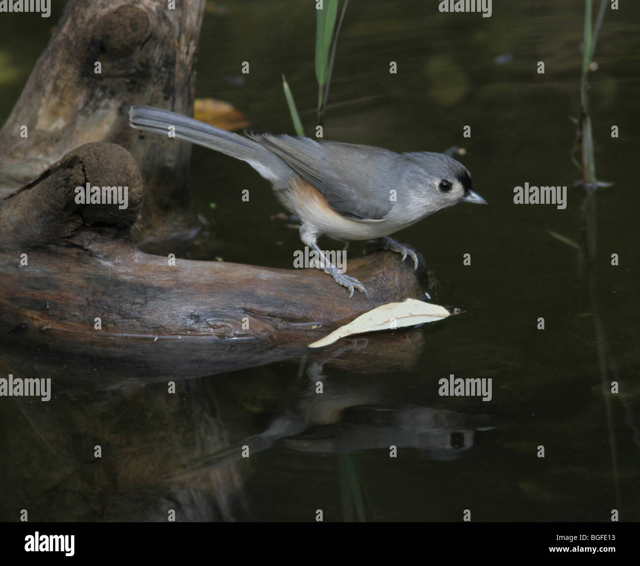 Mésange bassin potable des zones humides oiseaux oiseaux chanson chanson réflexion ohio États-Unis États-Unis d'Amérique marsh Banque D'Images