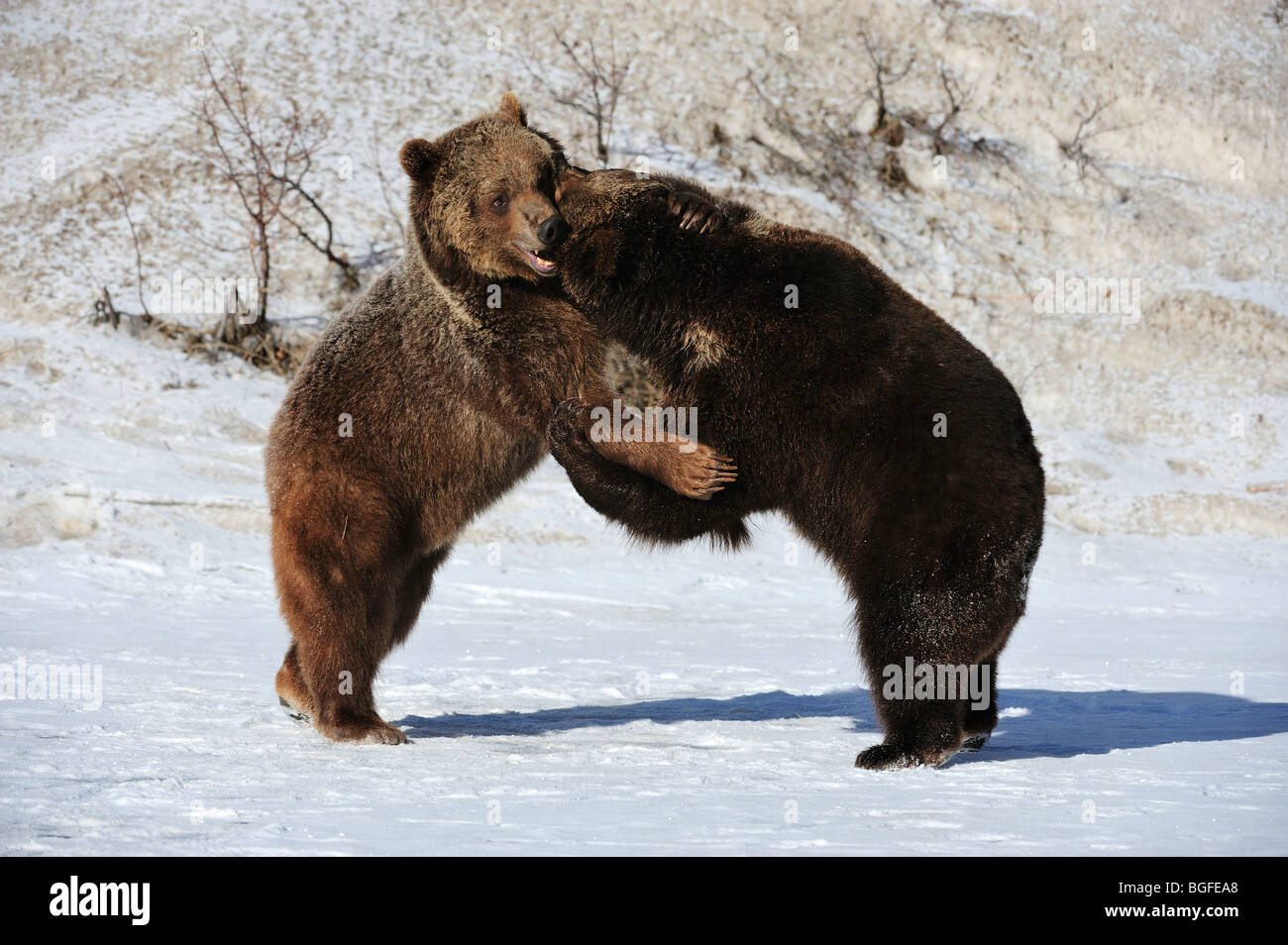Ours grizzli (Ursus arctos) - frères et sœurs captives jouer combats, Bozeman, Montana, USA Banque D'Images