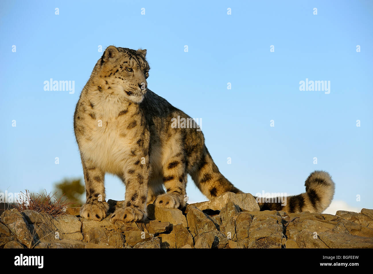Snow Leopard (Panthera uncia) - dans l'habitat alpin en captivité, Bozeman, Montana, USA Banque D'Images