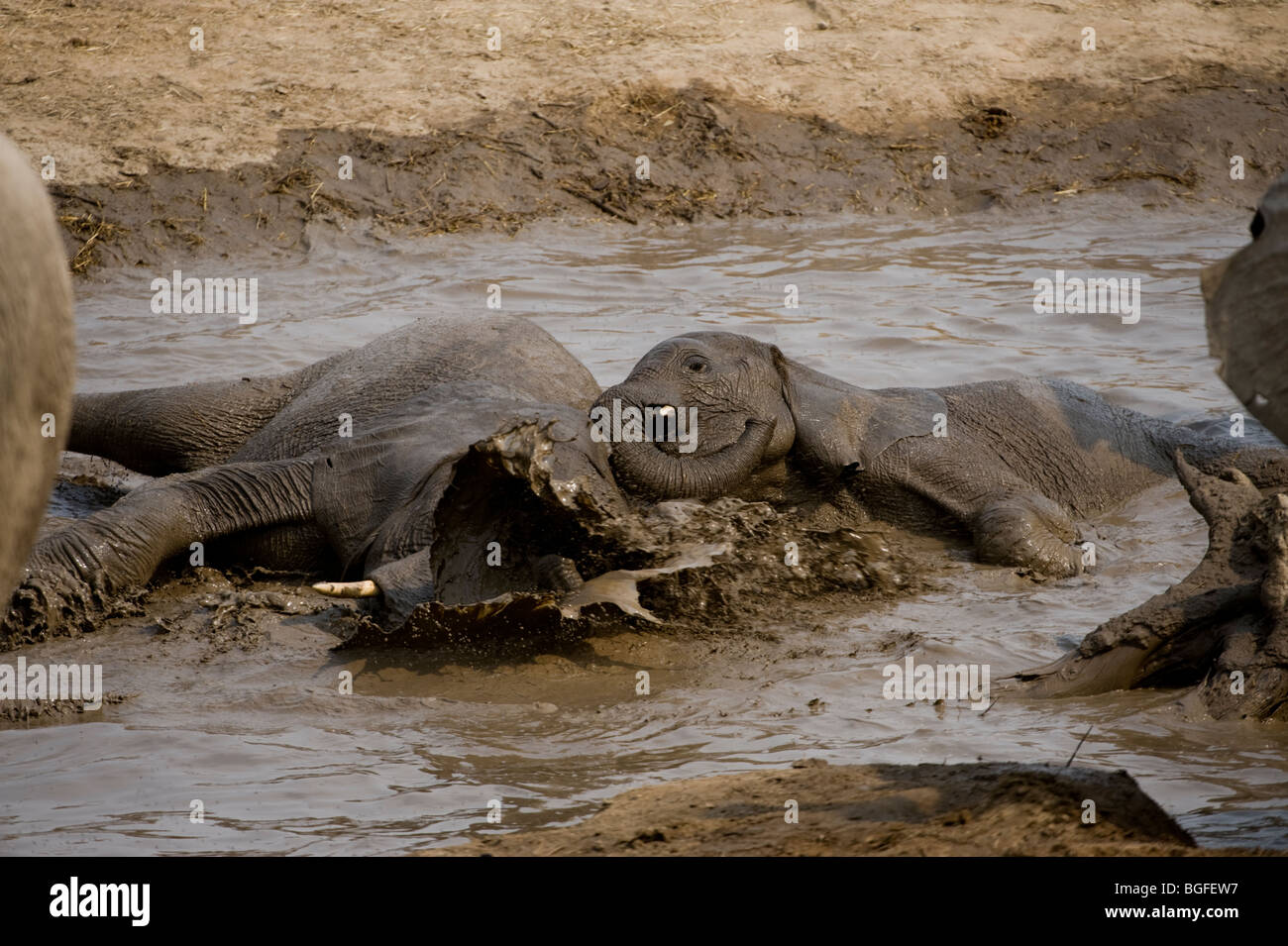 Désert éléphants adaptés et épousseter autour d'un point d'eau de baignade, Hobatere Damaraland, Namibie Banque D'Images