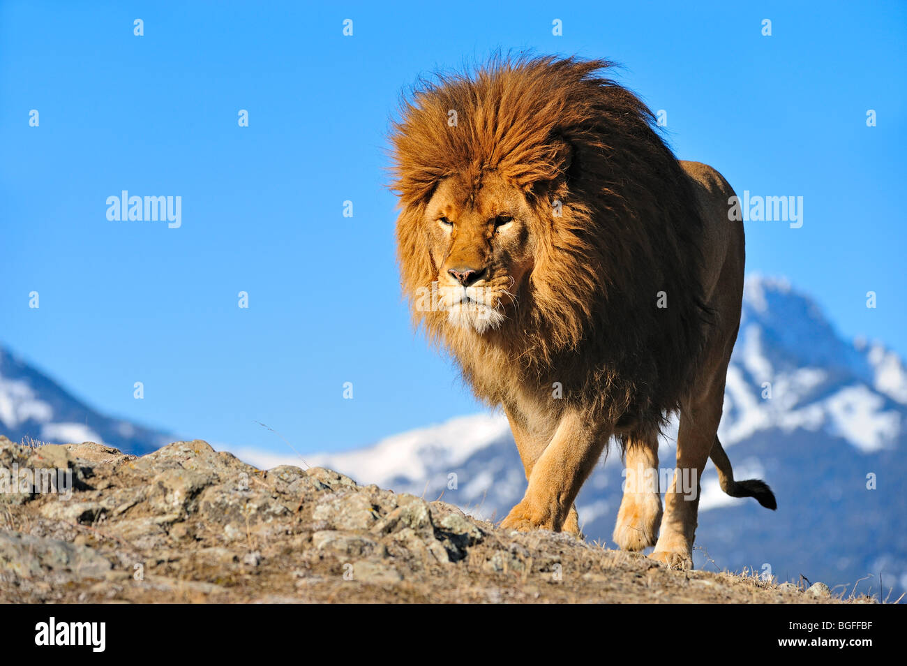 Lion de Barbarie (Panthera leo leo) - disparue, captive, Bozeman, Montana, USA Banque D'Images