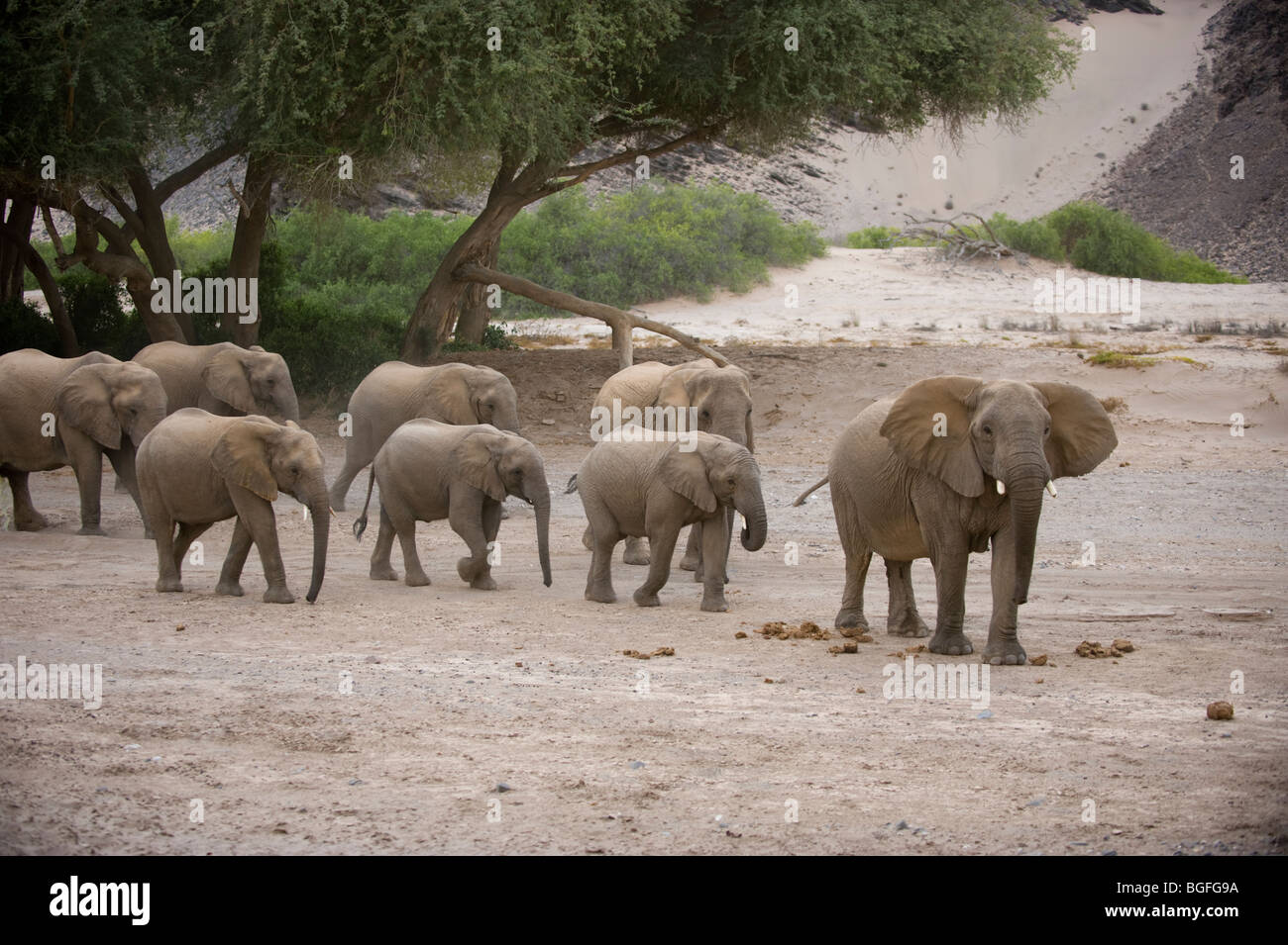 Adapté du Désert éléphants dans la vallée de la rivière Hoanib, la Namibie. Banque D'Images