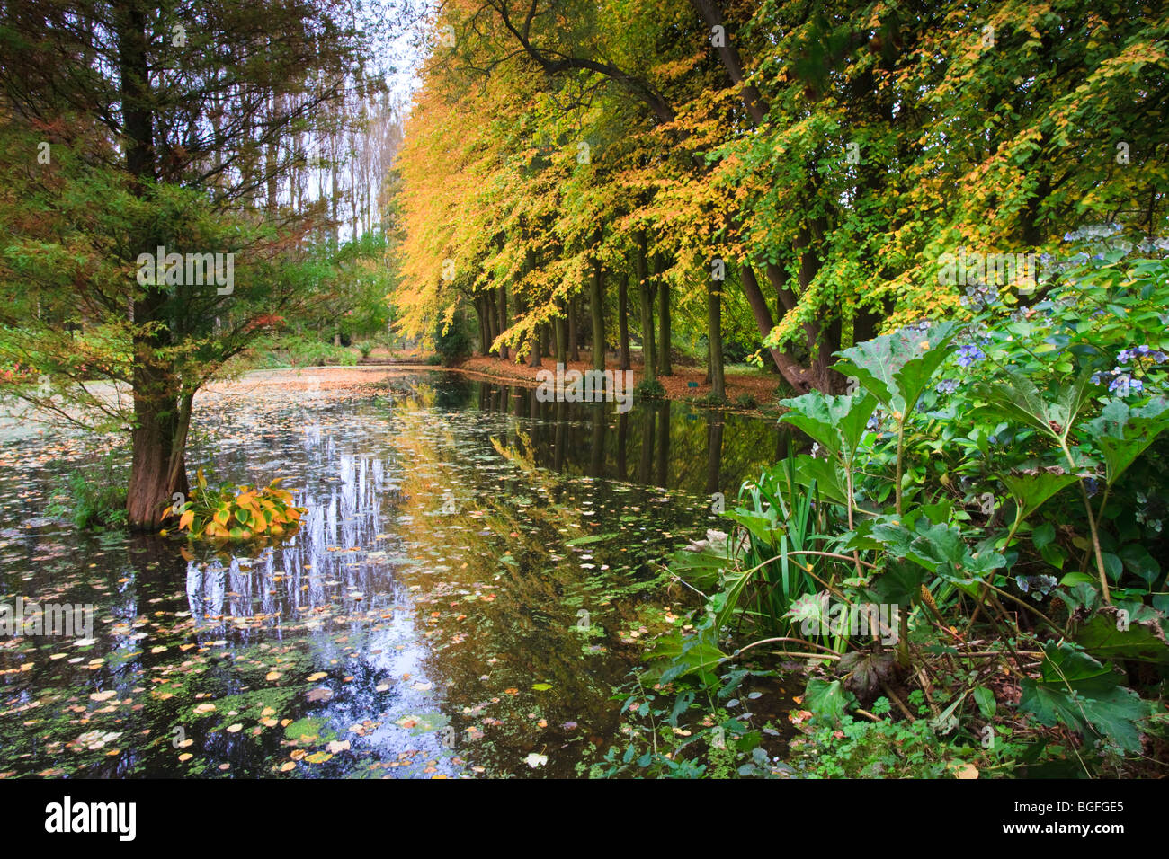 Les feuilles d'automne marquer le bord de la piscine en Swettenham arboretum. Banque D'Images