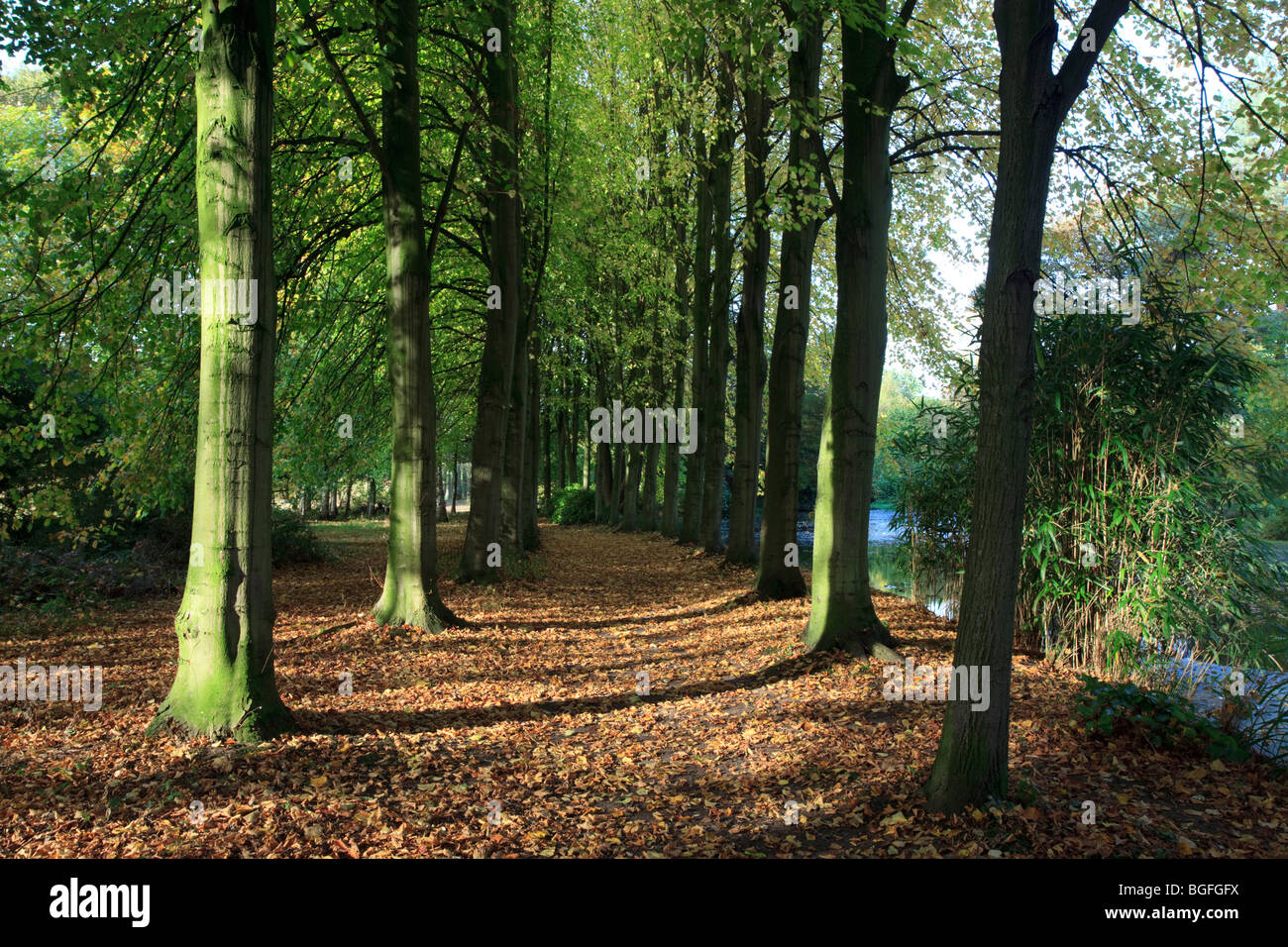 Rangée de troncs d'arbre avec un agent secret de l'automne les feuilles colorées. Banque D'Images