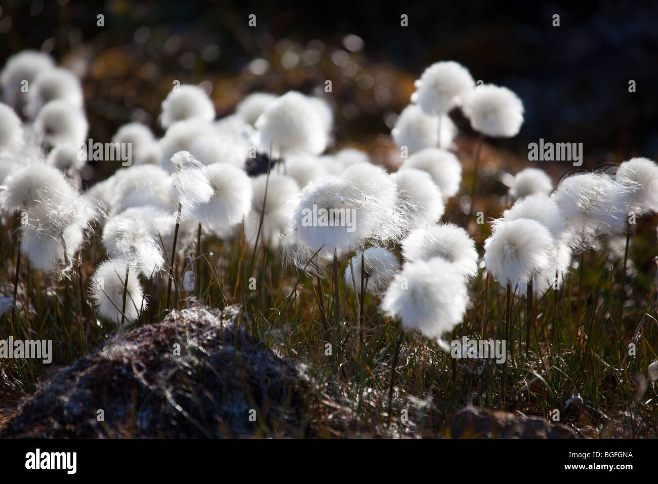 Eriophorum scheuchzeri, coton de l'Arctique, des fleurs près de Humboldt Glacier dans le bassin de Kane, l'ouest du Groenland Banque D'Images