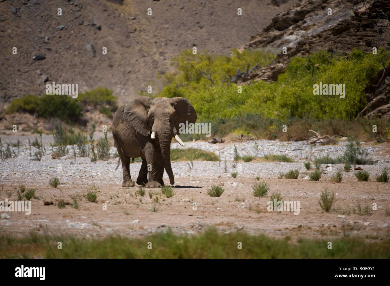 Désert éléphants adaptés dans le Hourasib river valley, en Namibie. Banque D'Images