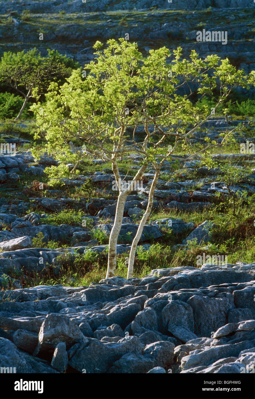 Le Burren, comté de Clare, Irlande Banque D'Images