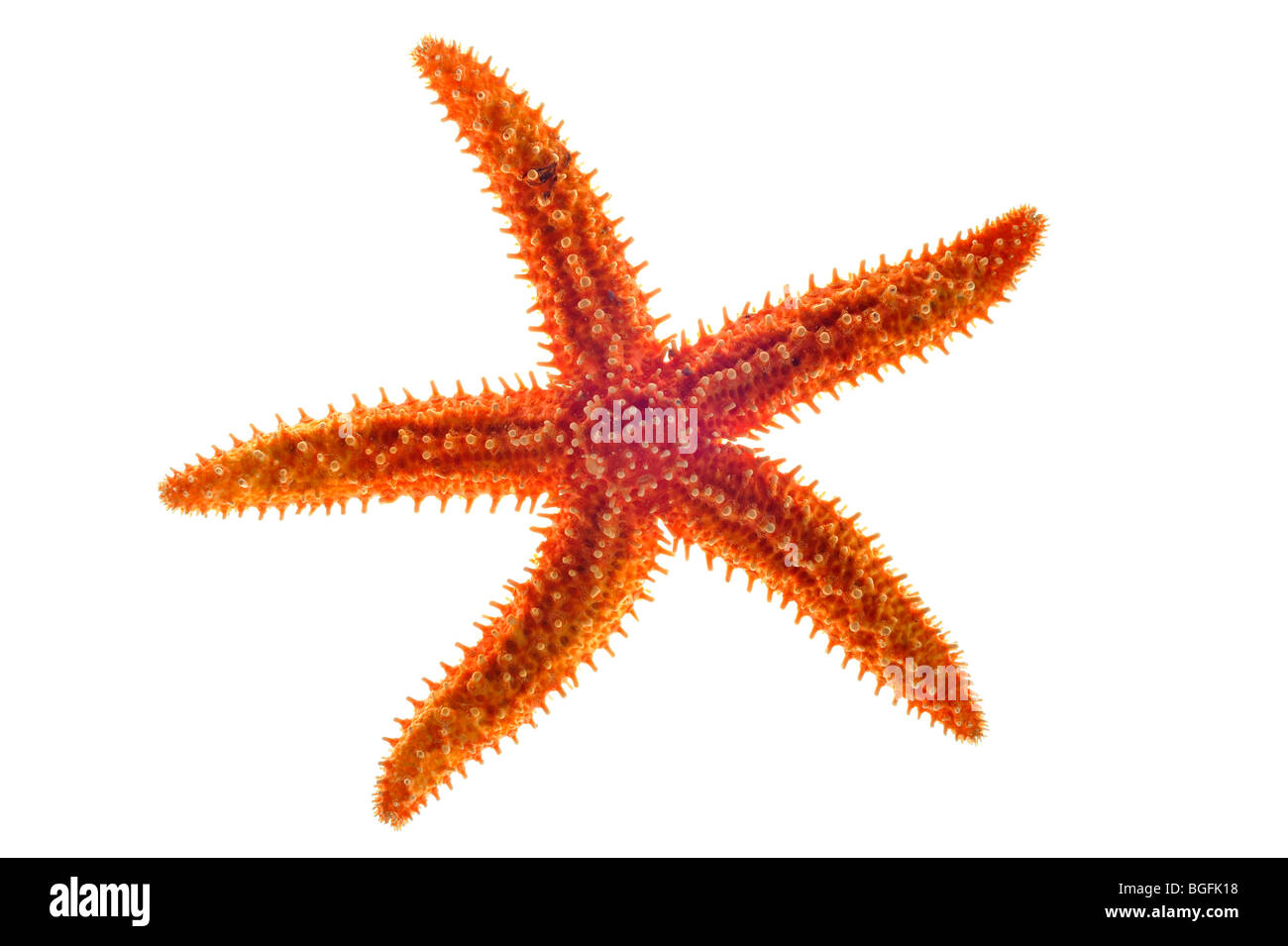 Étoiles de mer communes séchées / étoiles de mer communes / étoiles de sucre (Asterias rubens) sur fond blanc Banque D'Images
