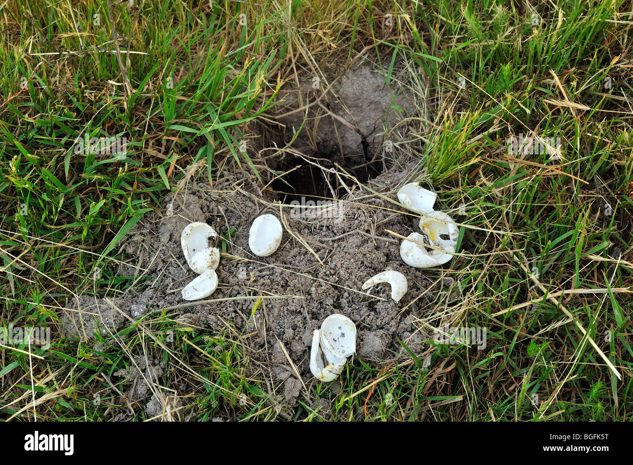 Coquilles cassées de l'étang des œufs de tortues (Emys orbicularis) creusés par huppe fasciée (Upupa epops), La Brenne, France Banque D'Images
